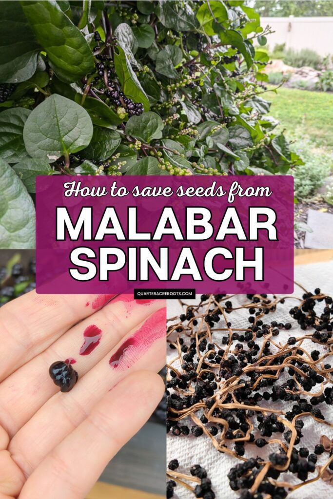collage that says how to save seeds from malabar spinach with pictures of the process