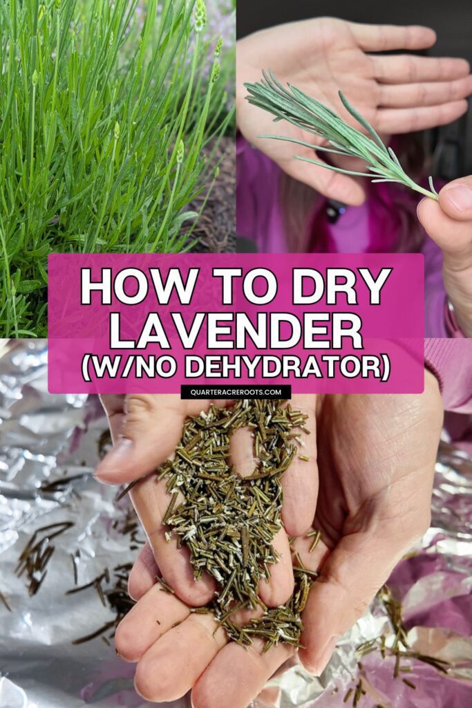 collage that says how to dry lavender with no dehydrator including pictures of the process