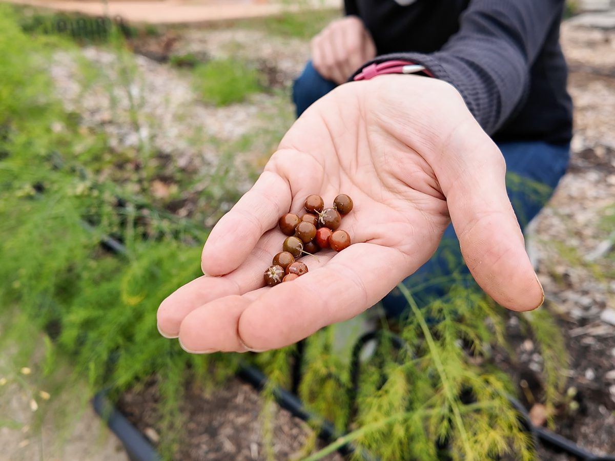 hand holding asparagus berries