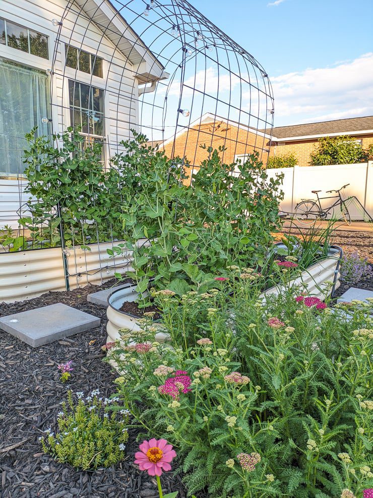 plants growing up a trellis