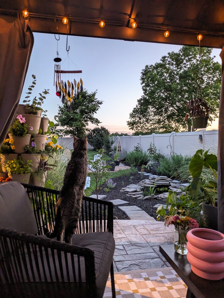cat looking out at a garden