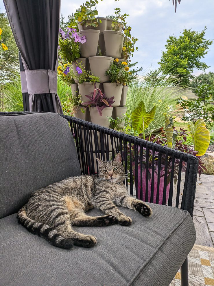 cat lounging on a patio chair
