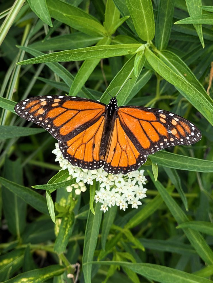 monarch butterfly