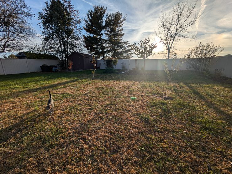 open backyard