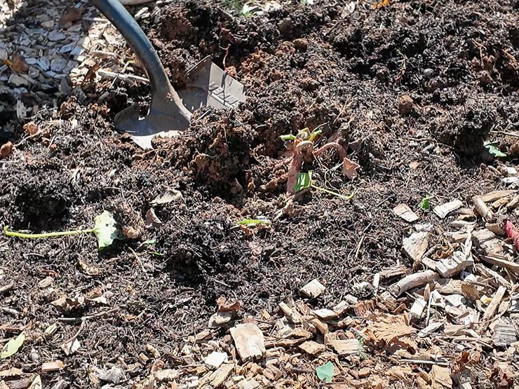 digging up potatoes