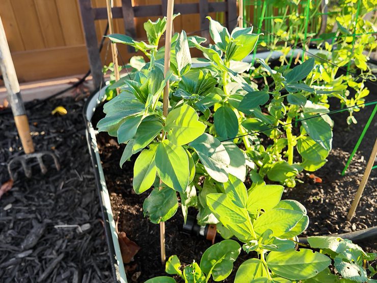 fava beans growing