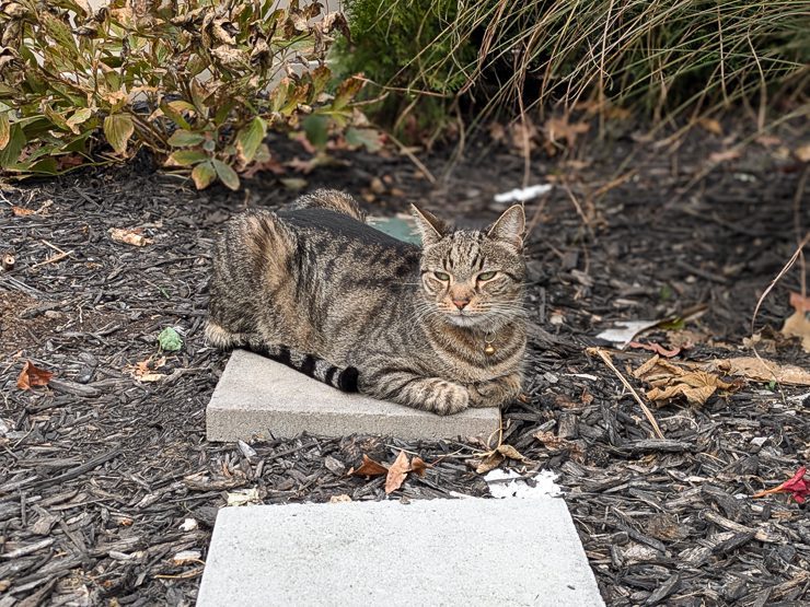 cat on a paver