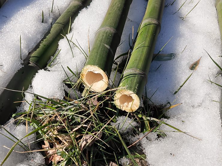 cut down bamboo culms