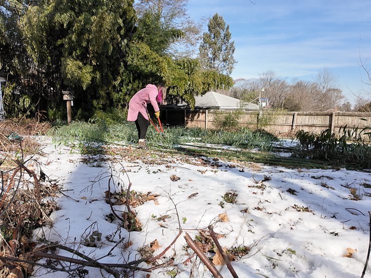 cutting down bamboo