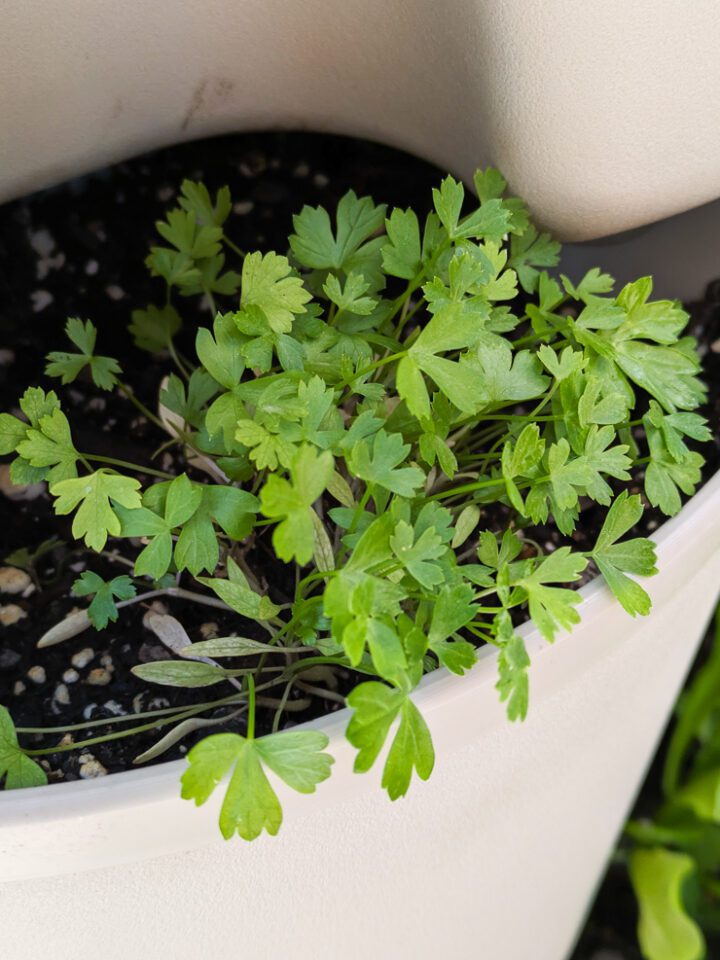 parsley in a greenstalk