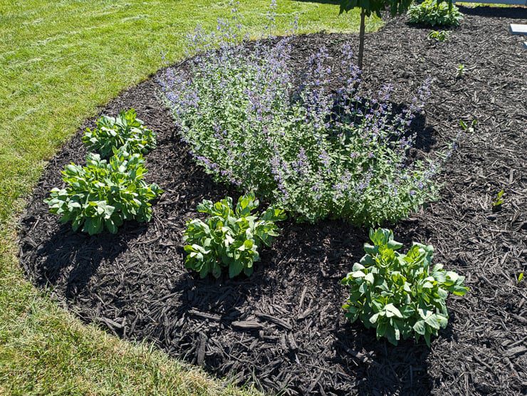 sedum and catmint planted in a garden