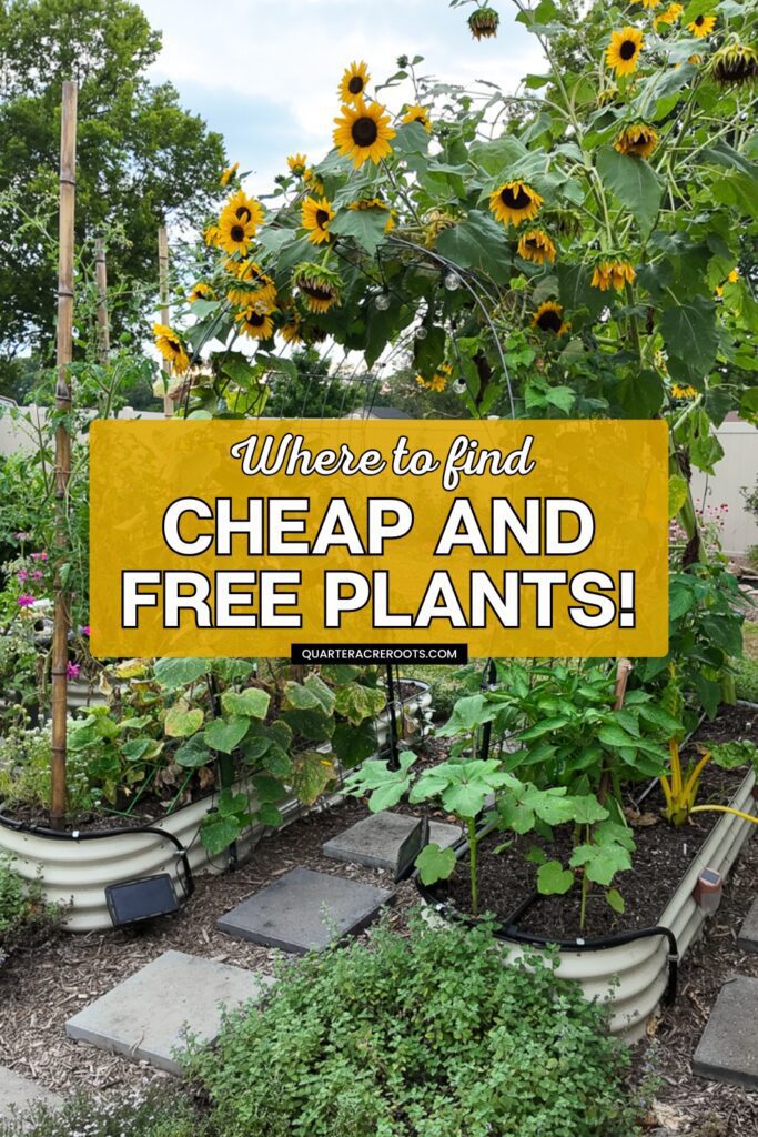 beautiful garden with text overlay that says where to find cheap and free plants