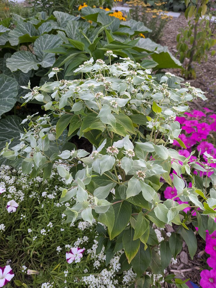 mountain mint