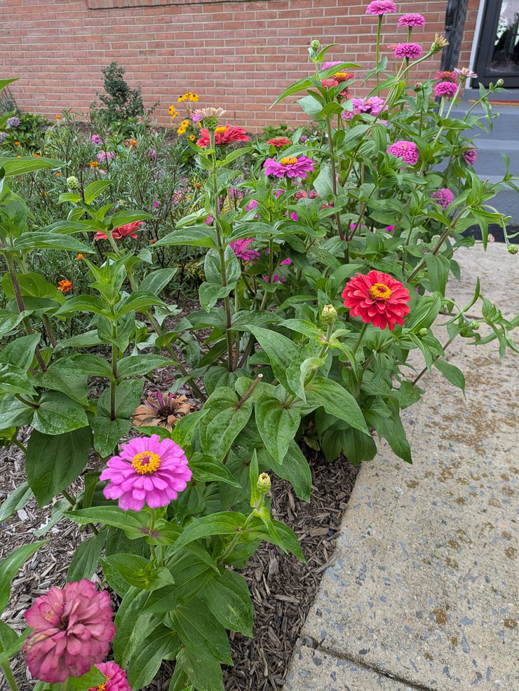 pink and red zinnias in a front yard