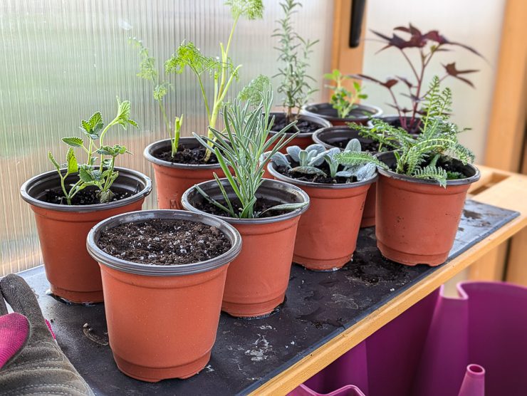 seedlings on a heat mat