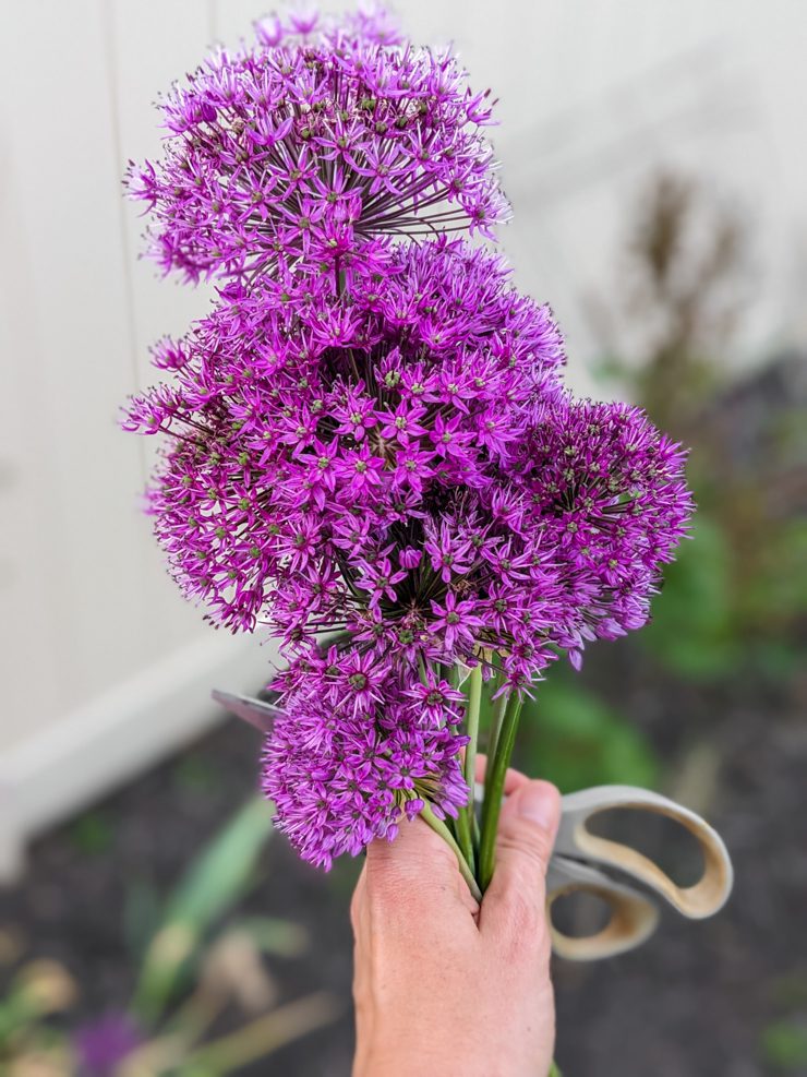 allium flowers