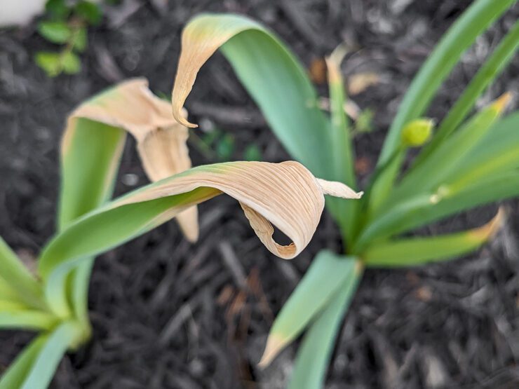 allium leaves dying