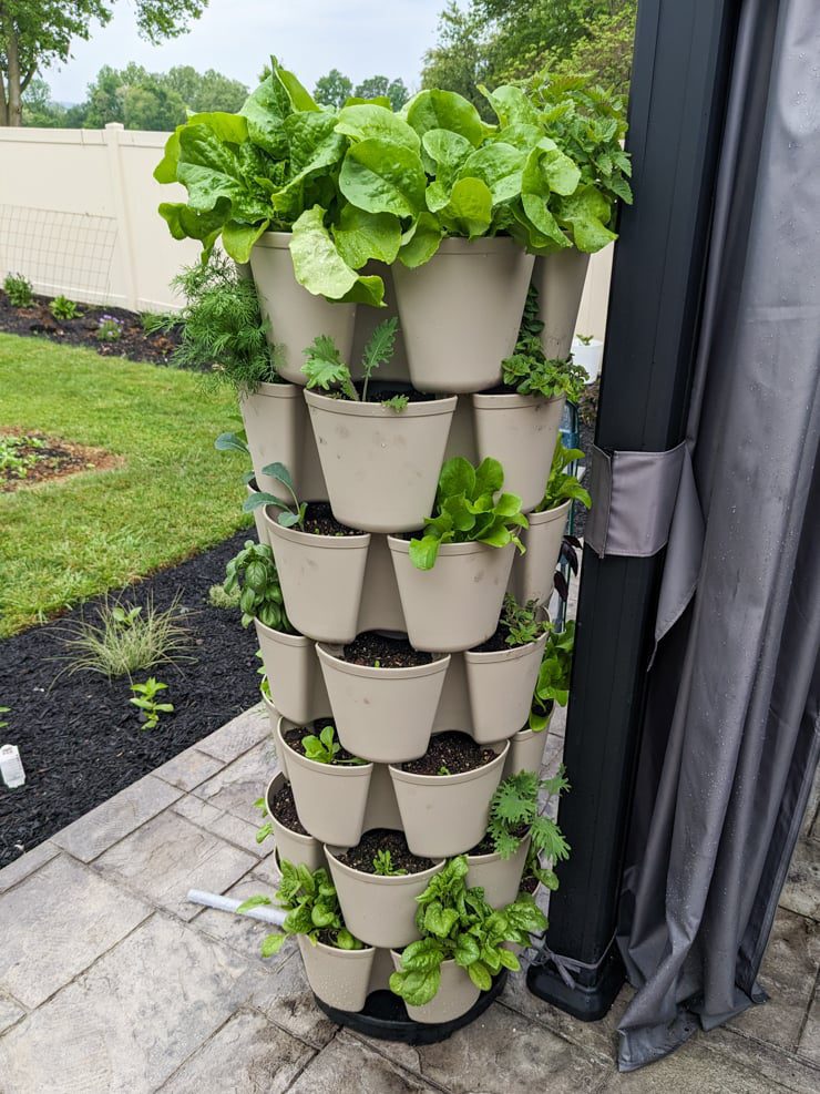 greens growing in a greenstalk