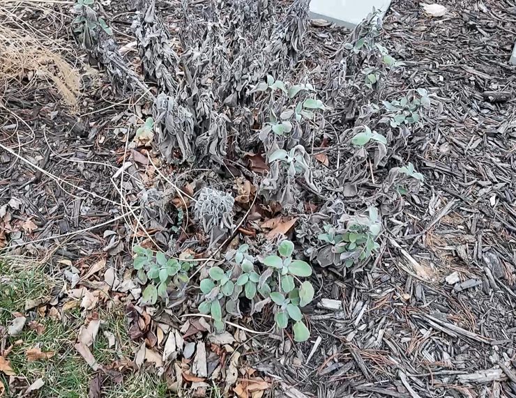 dead sage foliage in the winter