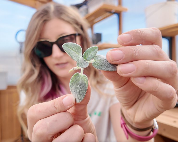 sage cutting
