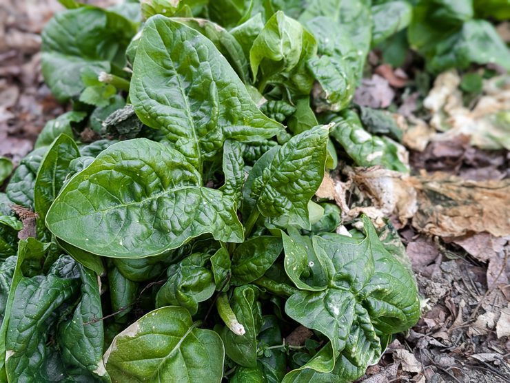 spinach in a garden