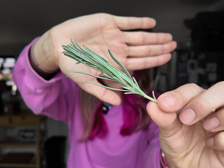 lavender cutting