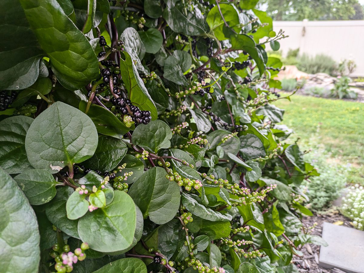 malabar spinach