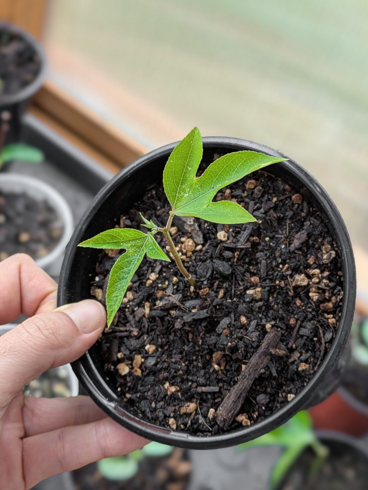 maypop propagation