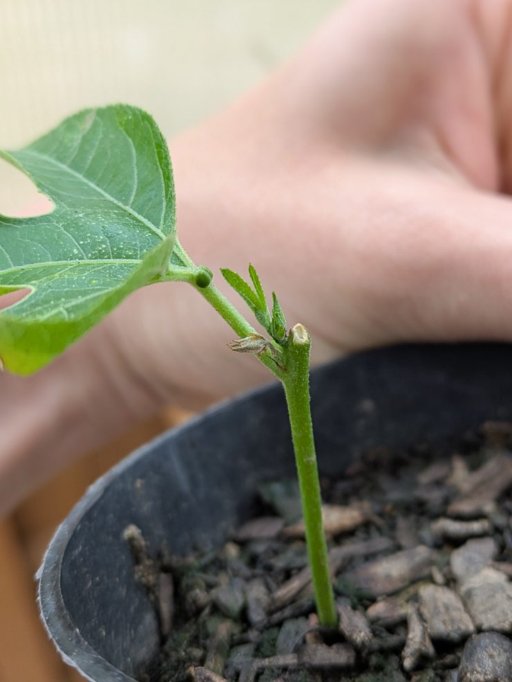 maypop propagation