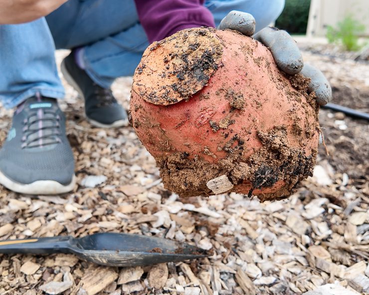 sweet potato
