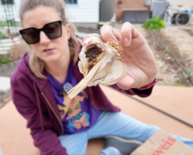 rotten garlic clove