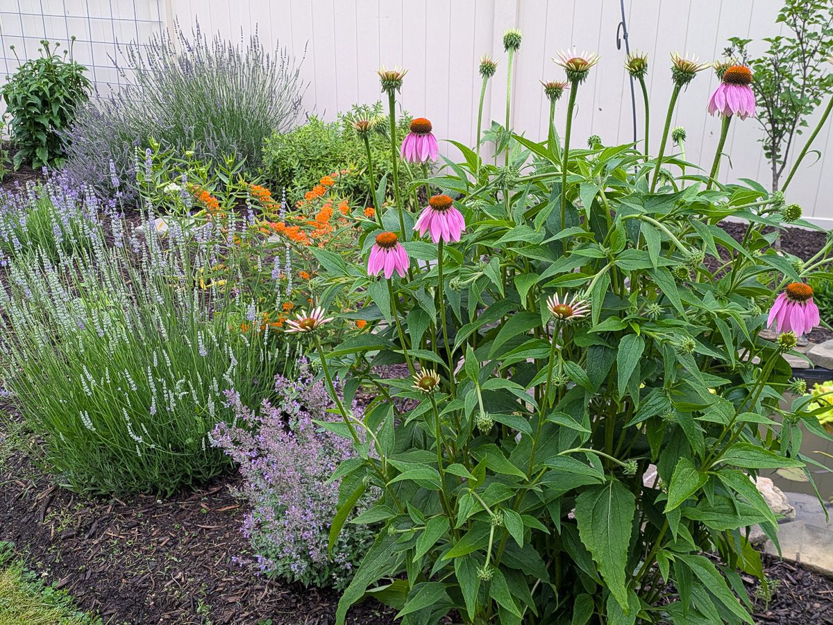 plants by a pond