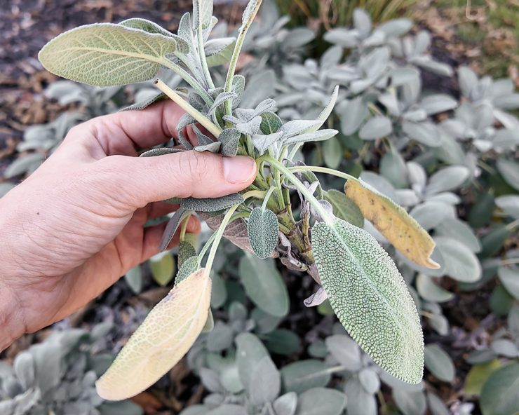 cutting a sage stem