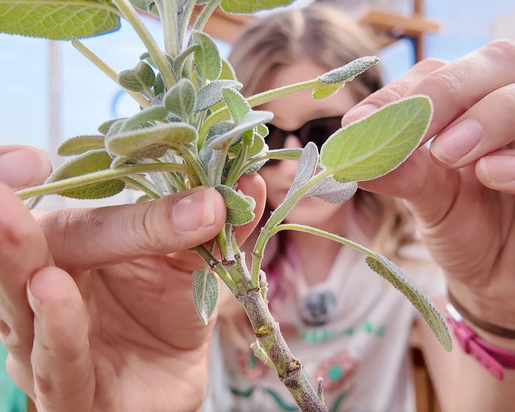 removing a plantlet from a sage cutting