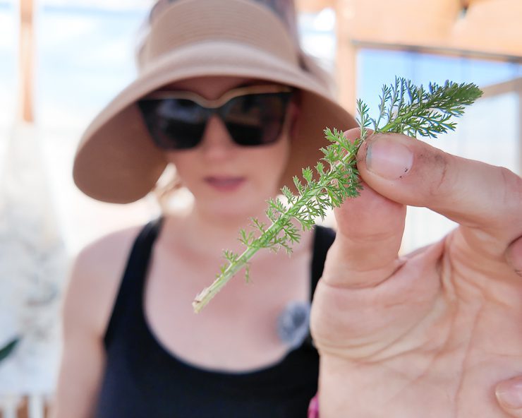 yarrow leaf