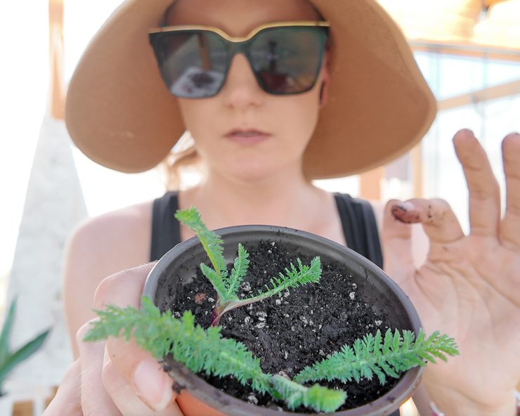 yarrow cuttings in soil