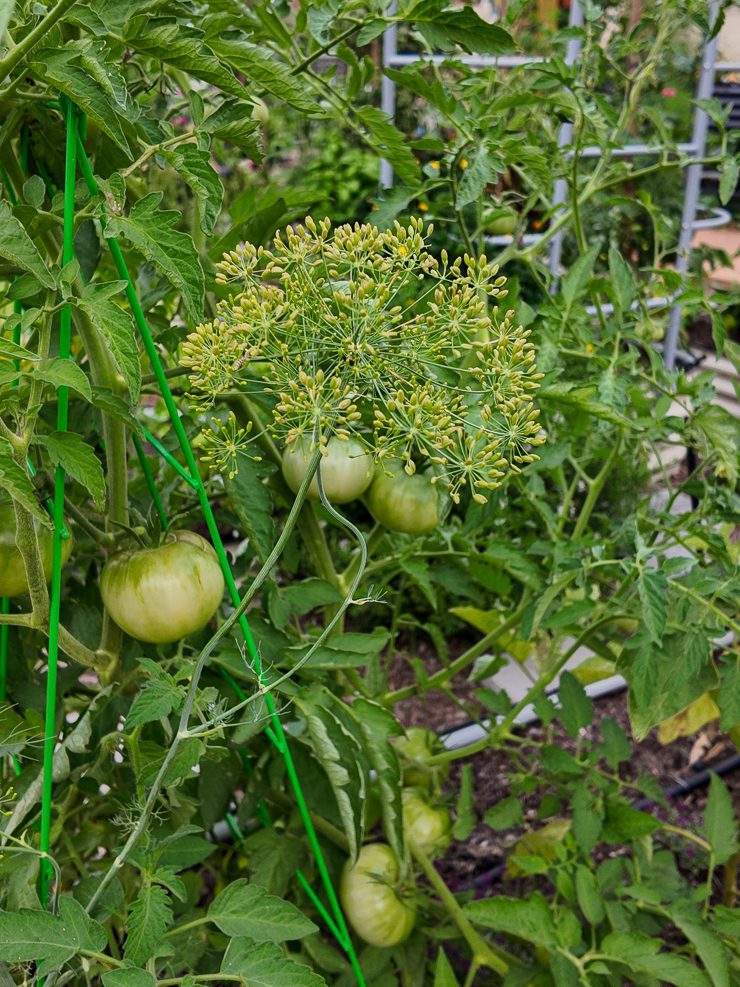 dill plant producing seeds