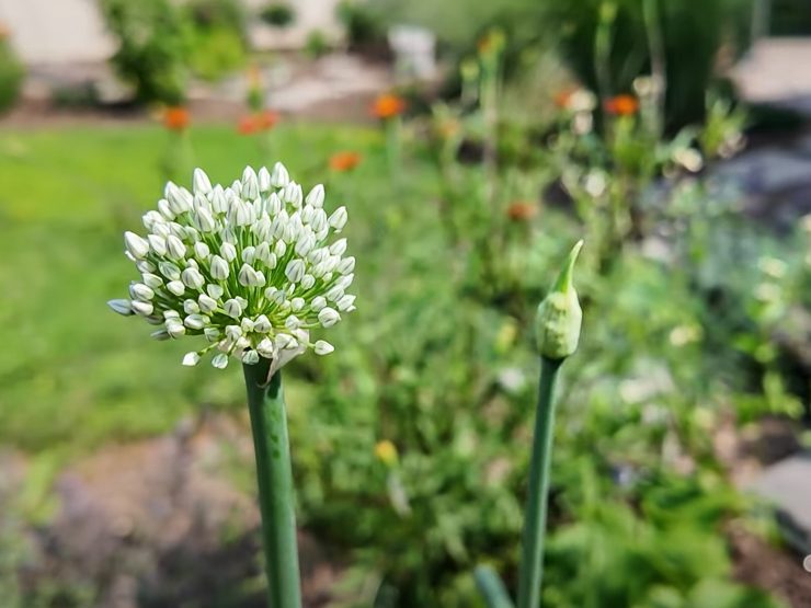 green onion flower