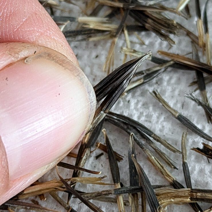 marigold seeds