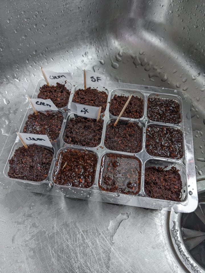 watering seedlings