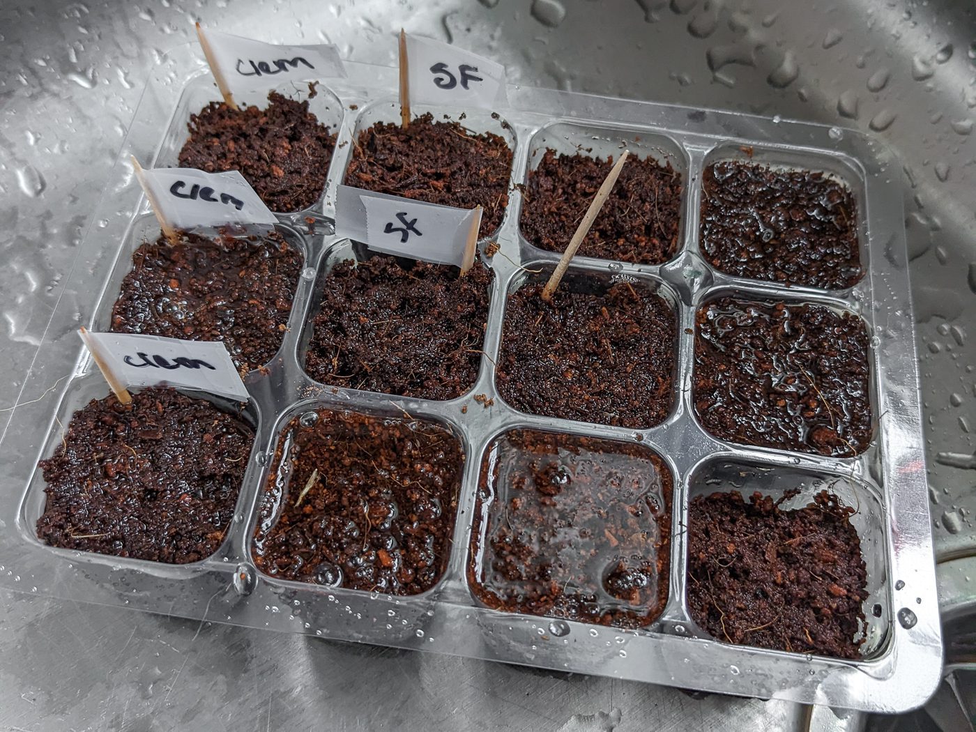 seeds in cells