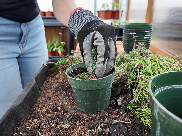 planting yarrow