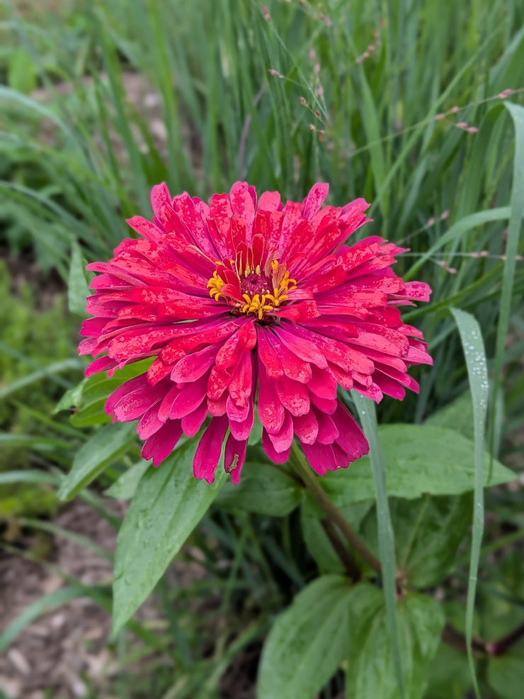 pink zinnia