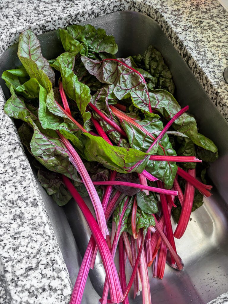 swiss chard harvest