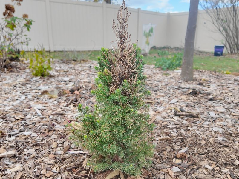 dwarf alberta spruce