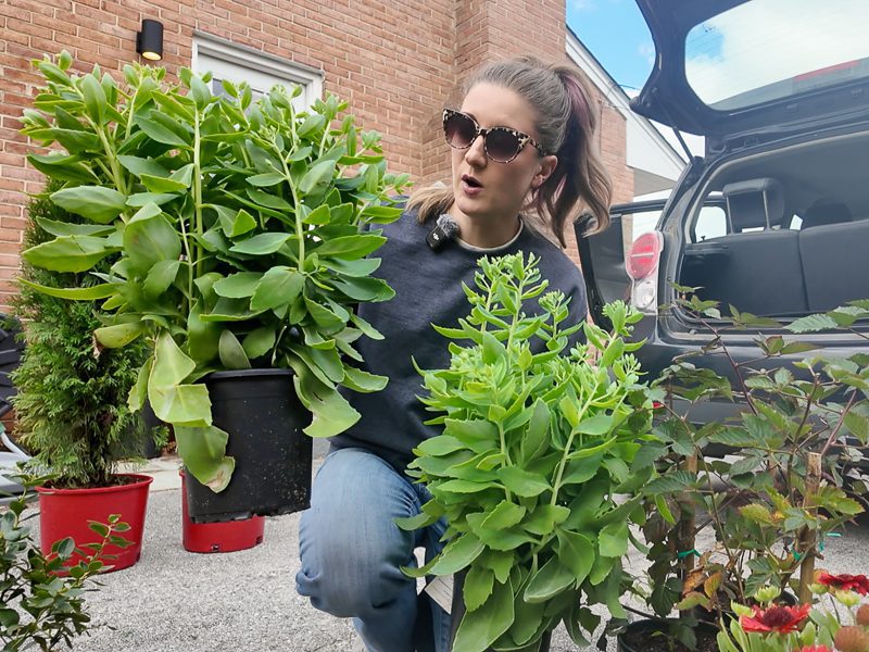 woman holding large sedum plants