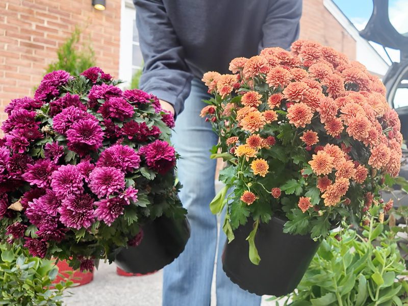 pink and orange mums