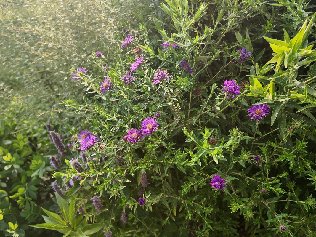 aromatic aster in bloom