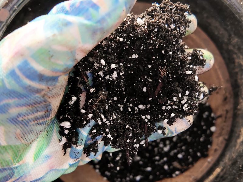 hand with soil