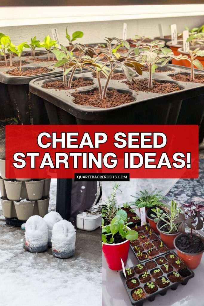 collage of seedlings with text that says cheap seed starting ideas!